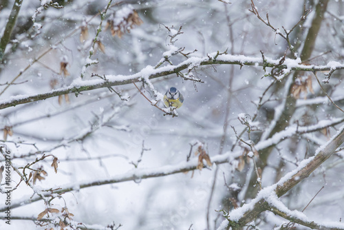 Mésange bleue sous la neige