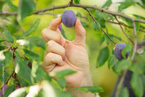 ripe blue plum on tree in an orchard
