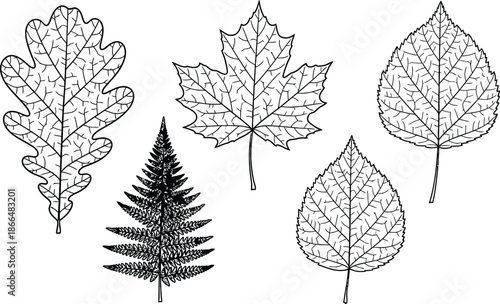 Line art vector set of 5 Leaf Vein patterns oak maple birch fern and elm leaf textures