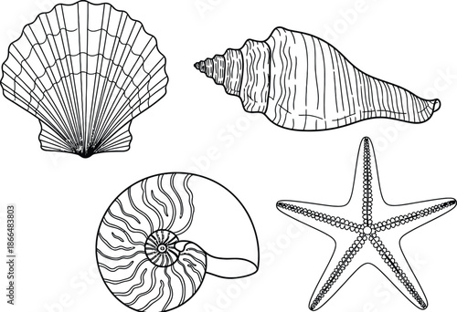 Set of 4 Seashell types outline scallop shell conch spiral nautilus and starfish
