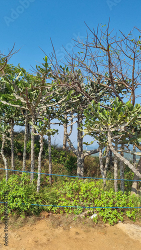 Bird perched on a nopal - Sri Lanka landscape with cactus.