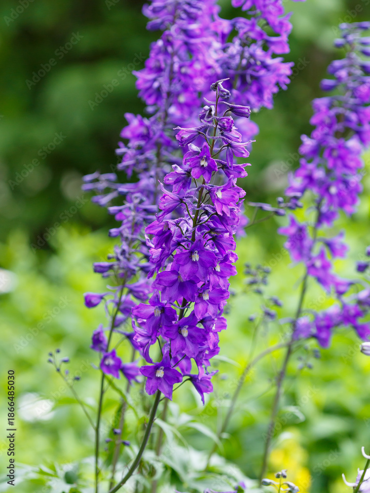 Naklejka premium Delphinium , or Larkspur , is a genus of annual and perennial herbaceous plants in the buttercup family ( Ranunculaceae )