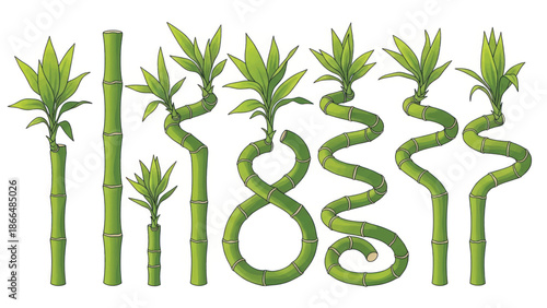 Group of green bamboo stalks with curved shoots and segmented canes in a natural arrangement.