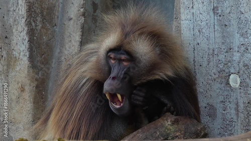 Close up  of a large male baboon monkey head resting on a cloudy day with other monkeys walking by.