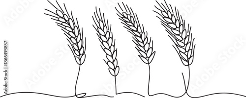 drawing of wheat ears on white background