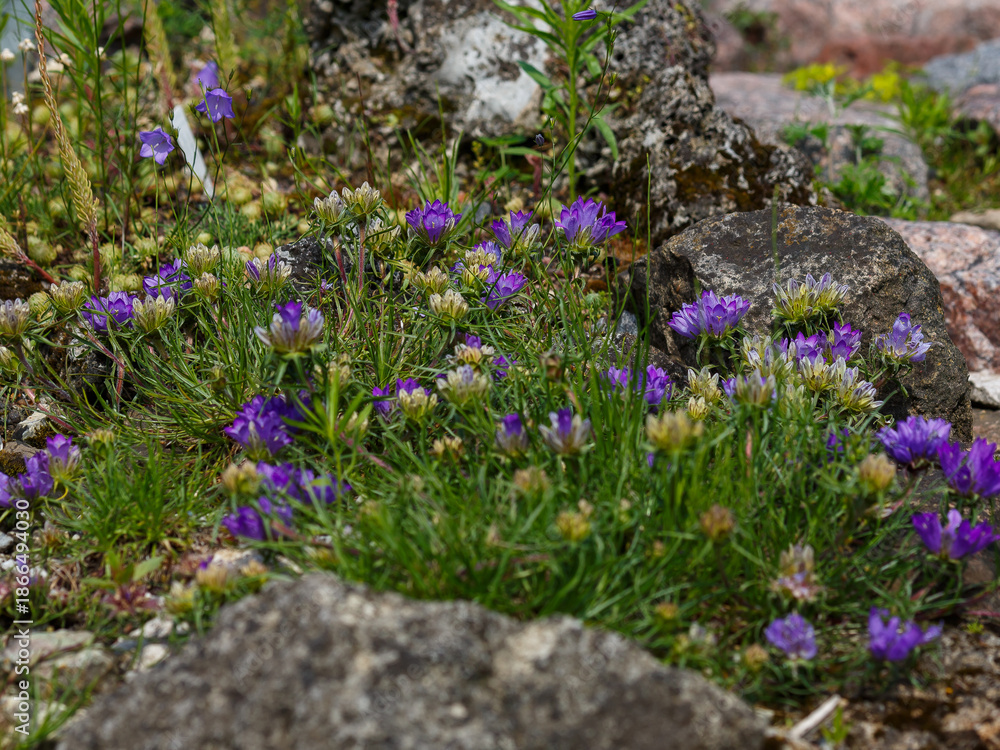 Obraz premium Edraianthus (rock bells or grassy bells) is a small genus of flowering plants in the family Campanulaceae