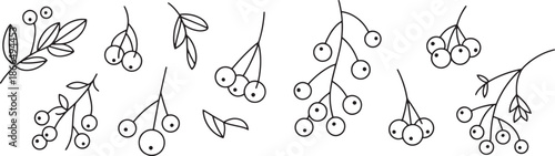 line drawing of various berry branches with leaves and berries