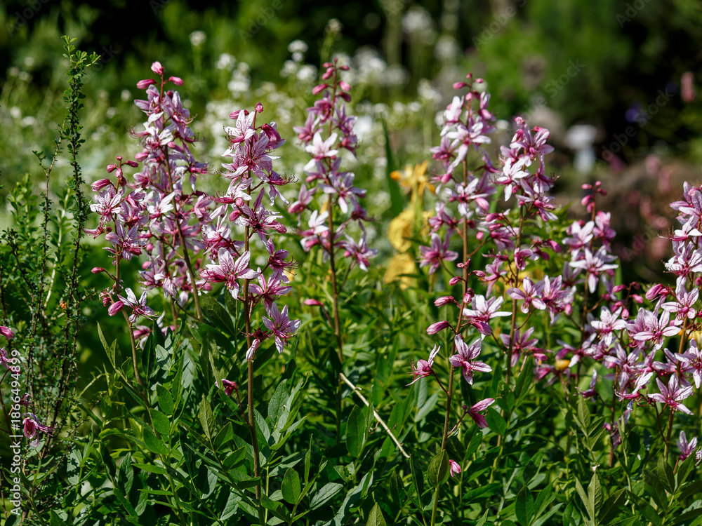 Obraz premium Dictamnus ( Latin- Dictamnus ) is an oligotypic genus of plants in the Rutaceae family