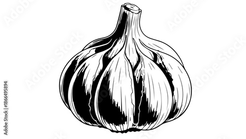 Illustration of a garlic bulb isolated on white background, Vector
