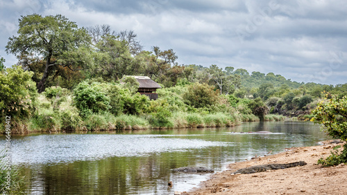Nile crocodile in river scenery in Greater Kruger National park, South Africa ; Specie Crocodylus niloticus family of Crocodylidae