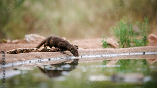 Slender mongoose drinking in waterhole with reflection in Greater Kruger National park, South Africa; specie Galerella sanguinea family of Herpestidae