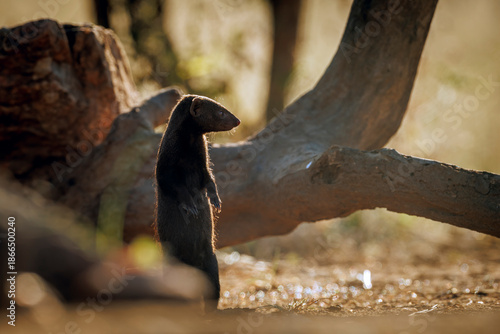Slender mongoose standing up backlit in Greater Kruger National park, South Africa; specie Galerella sanguinea family of Herpestidae