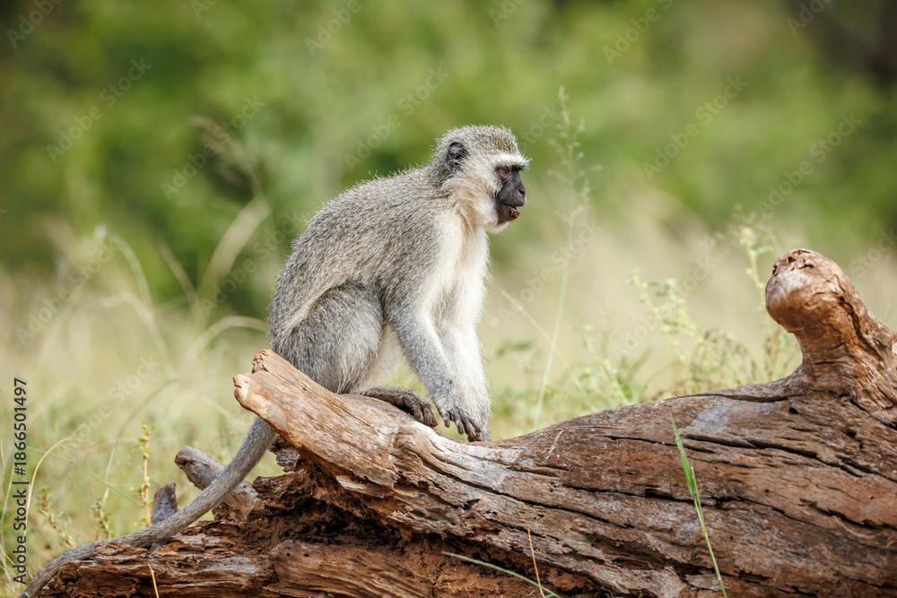 Obraz premium Vervet monkey seated on a log in Greater Kruger National park, South Africa ; Specie Chlorocebus pygerythrus family of Cercopithecidae
