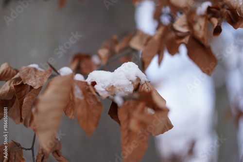 Trockene braune Buchenblätter bedeckt mit frischem weißem Schnee im Winterwald