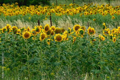 Campos de girasoles cerca de Vejer de la Frontera, provincia de Cádiz, Andalucía, España.