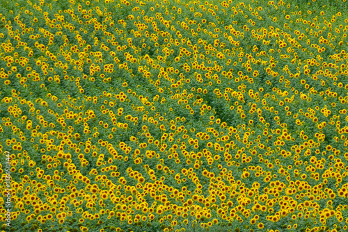 Campos de girasoles cerca de Vejer de la Frontera, provincia de Cádiz, Andalucía, España.
