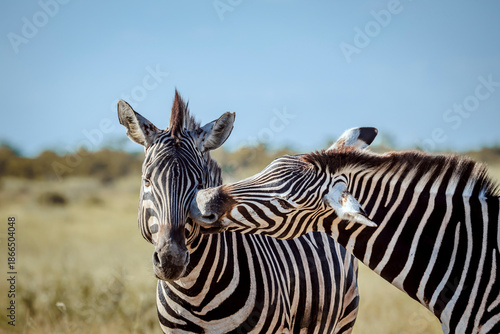 Two Plains zebra portrait bonding in Kruger National park, South Africa ; Specie Equus quagga burchellii family of Equidae