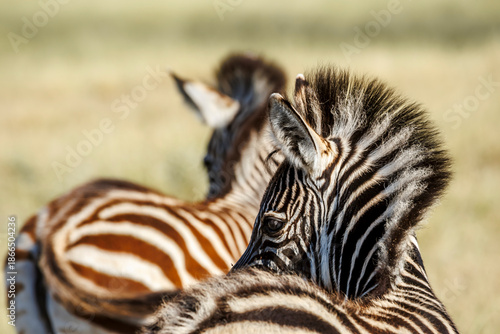 Plains zebra calf portrait in Kruger National park, South Africa ; Specie Equus quagga burchellii family of Equidae