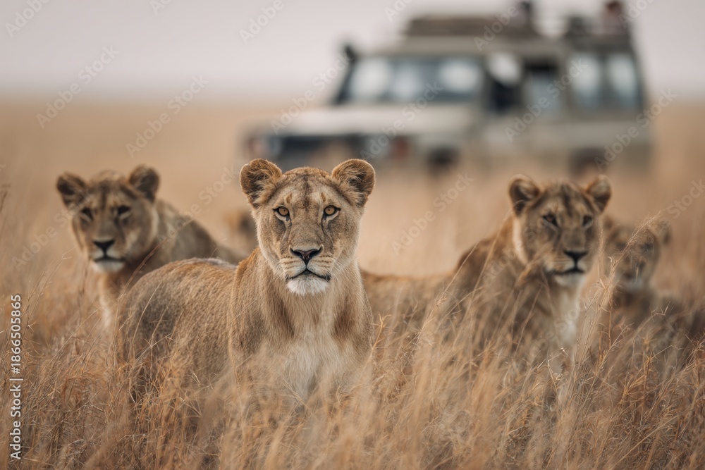 Fototapeta premium Lions resting in tall savannah grass, with a safari SUV in the background.