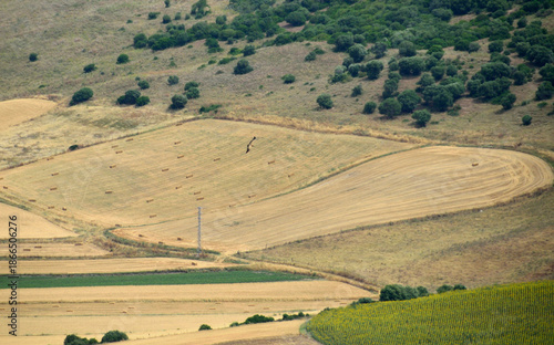 Buitre sobrevolando los campos cerca de Vejer de la Frontera, provincia de Cádiz, Andalucía, España.