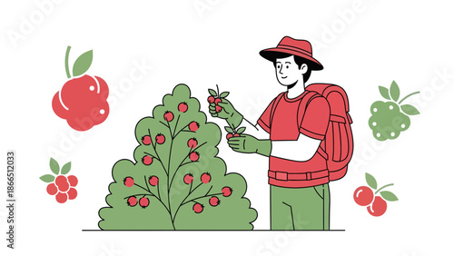 Happy Man Harvesting Fresh Berries From a Berry Bush in an Orchard