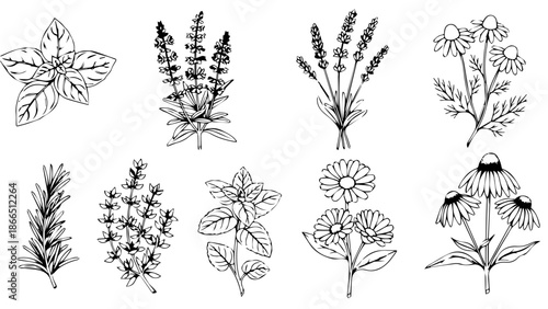 Collection of botanical illustrations isolated on white background, Vector