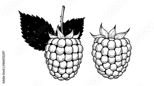 Black and white raspberry illustration isolated on white background, Vector