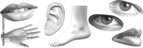 Abstract human body parts vector bundle isolated on white background, Vector, illustration