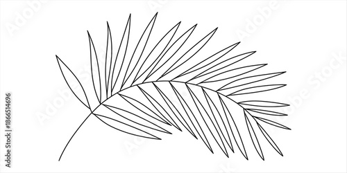 Minimalist outline illustration of a single tropical palm leaf frond on a white background Vector, illustration