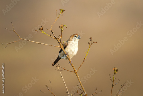 Photography Indian Silverbill