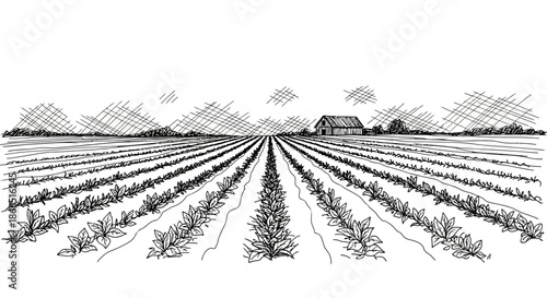 Black and White Farm Field Illustration.