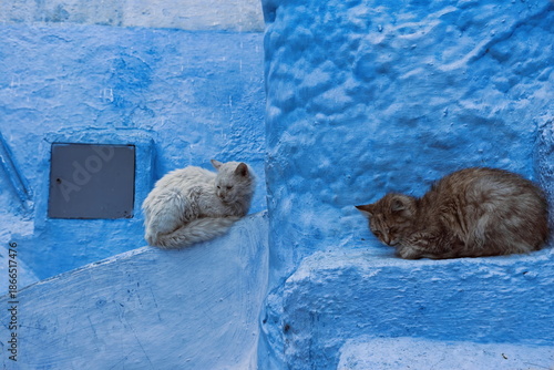 Two drowsy stray cats -white and orange tabby- early in the morning on a medina street, customarily painted in shades of blue. Chefchaouen-Morocco-022
