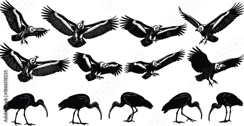 Black silhouette set of vultures flying and ibis birds standing, wild birds of prey and wading bird icons for nature,