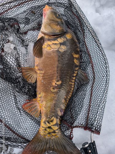 freshly caught mirror carp in a fish catcher net