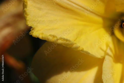 Close-Up Yellow Flower Petal Macro Shot For Nature, Bright And Sunny Mood In ...