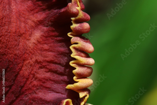 Closeup Of Red Flower Petal With Yellow Frilled Edge For Stock Listing