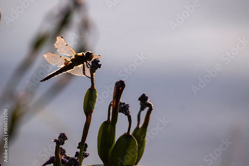 Dragonfly at Birch Lake in Alaska
