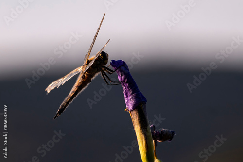 Dragonfly on a flower in Alaska.