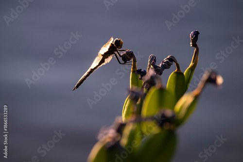 Dragonfly on a flower in Alaska.