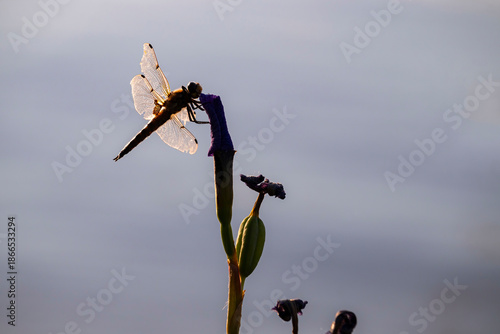Dragonfly on a flower in Alaska.