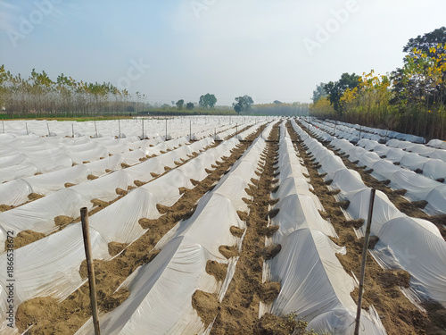 Protecting plants with polythene sheets.