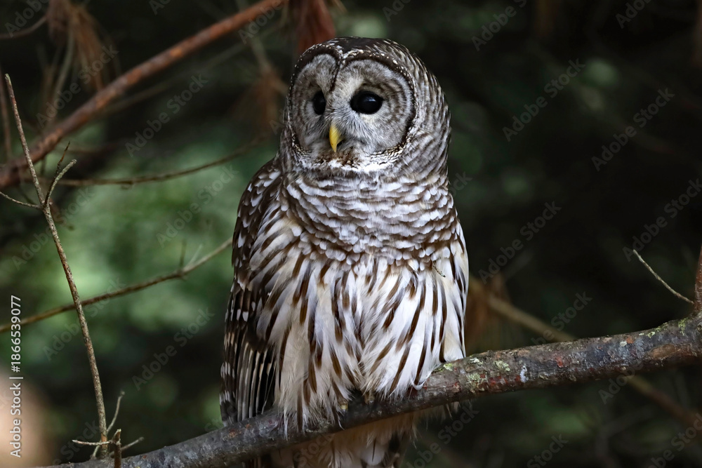 Fototapeta premium Barred Owl perched on a tree branch