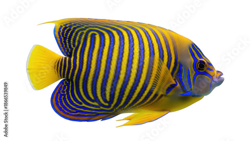 Vibrant yellow and blue striped tropical fish swimming gracefully