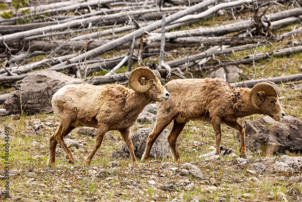 Obraz premium Bighorn sheep in the mountains