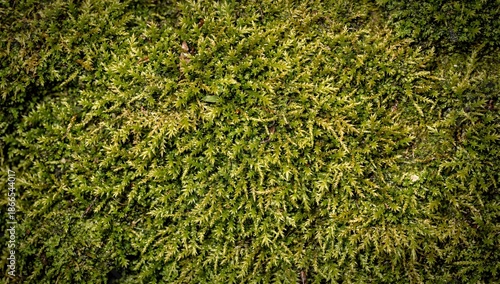 Natural moss