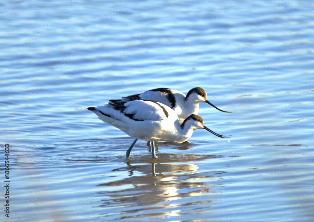 Fototapeta premium Two avocet birds