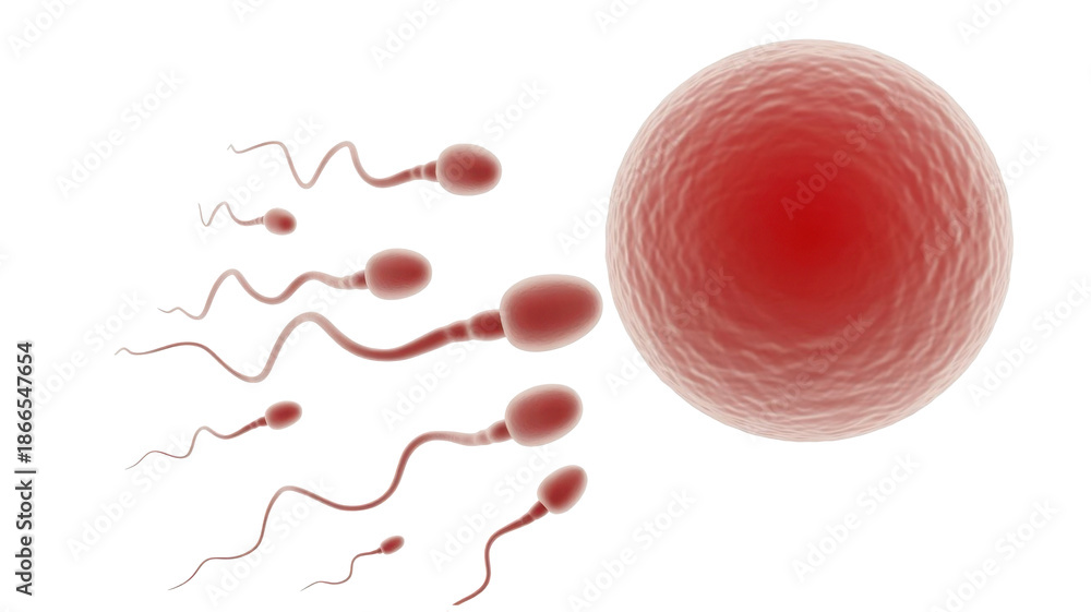 Fototapeta premium Sperm cells approaching an egg cell