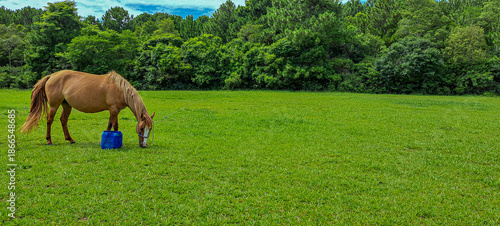 cavalo no pasto