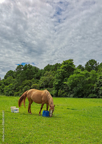 cavalo marrom no pasto