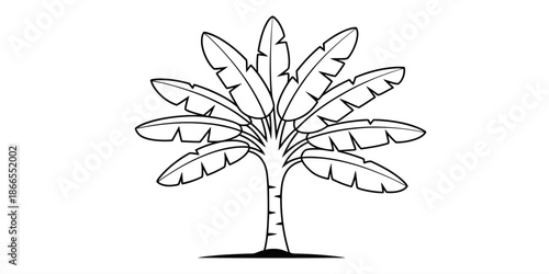 A simple black and white outline drawing of a tropical banana tree with large leaves Vector, illustration